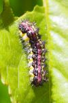 Aglaope infausta
