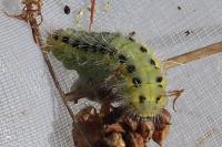 Zygaena