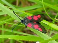 Zygaena viciae