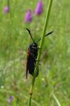 Zygaena trifolii