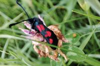 Zygaena trifolii