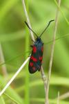 Zygaena filipendulae