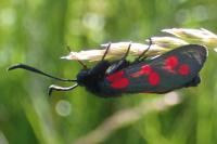 Zygaena transalpina hippocrepidis