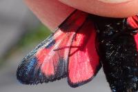 Zygaena transalpina hippocrepidis