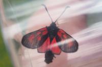 Zygaena loti