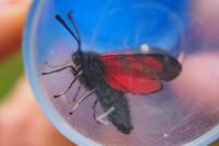 Zygaena loti