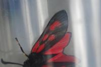 Zygaena loti