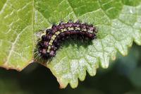 Aglaope infausta