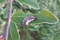 Aglaope infausta