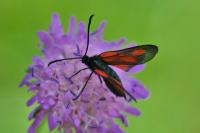 Zygaena romeo