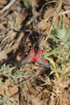Zygaena sarpedon