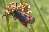 Zygaena trifolii