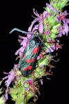 Zygaena filipendulae