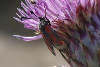 Zygaena sarpedon
