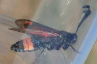 Zygaena sarpedon