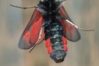 Zygaena sarpedon