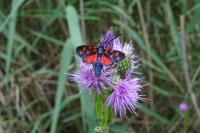 Zygaena transalpina