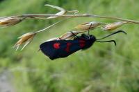 Zygaena lonicerae