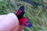 Zygaena filipendulae