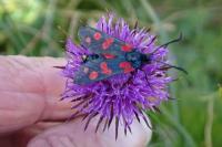 Zygaena filipendulae
