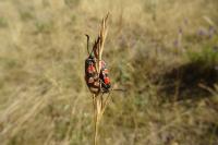 Zygaena carniolica