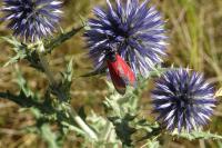 Zygaena erythrus