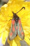 Zygaena sarpedon