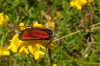 Zygaena loti
