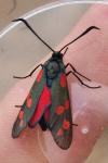 Zygaena filipendulae
