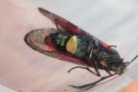 Zygaena filipendulae
