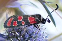 Zygaena carniolica