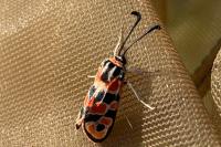 Zygaena fausta
