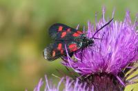 Zygaena lonicerae