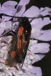 Zygaena sarpedon