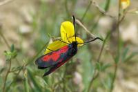 Zygaena trifolii