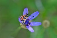 Zygaena fausta