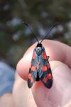 Zygaena transalpina