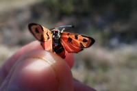 Zygaena fausta