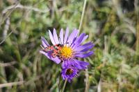 Zygaena fausta