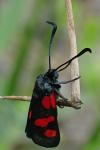 Zygaena trifolii