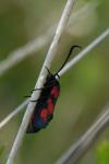 Zygaena filipendulae
