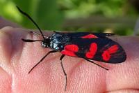 Zygaena transalpina
