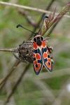 Zygaena fausta
