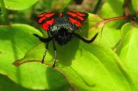 Zygaena