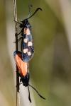 Zygaena transalpina