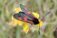 Zygaena trifolii