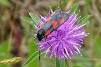 Zygaena trifolii