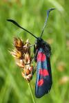 Zygaena trifolii