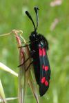 Zygaena transalpina