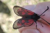 Zygaena loti